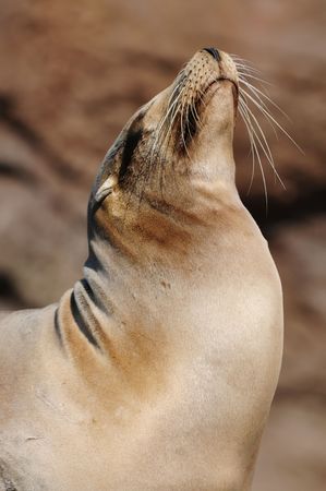 seal