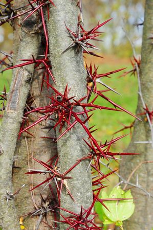 thorn treeの写真素材