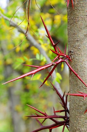 thornの写真素材