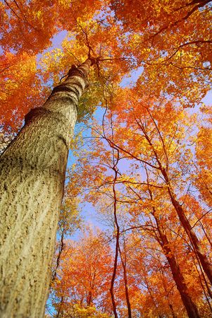 fall color