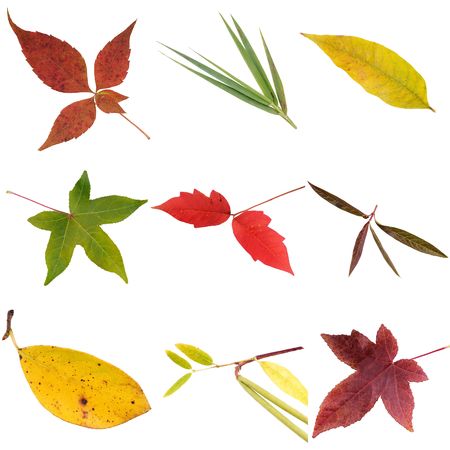 autumn leaves