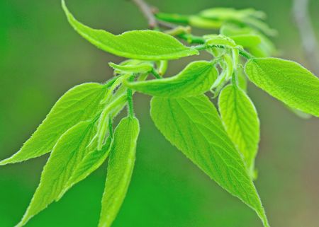 green leaves