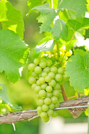 white grapesの写真素材