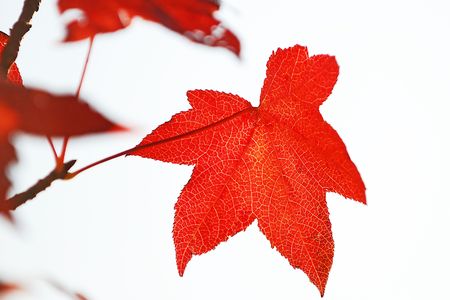 foliage