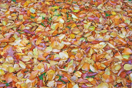 leaves on the ground