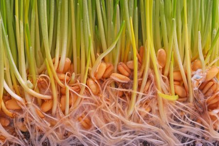 wheat seedlingの写真素材