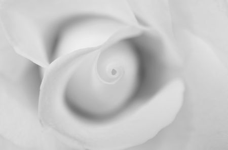 white roseの写真素材