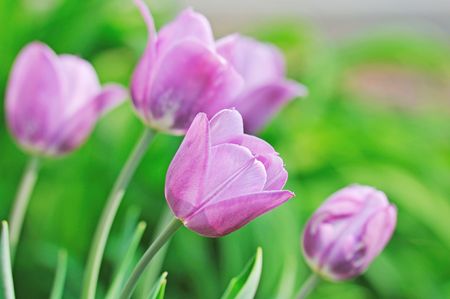 purple tulipsの写真素材