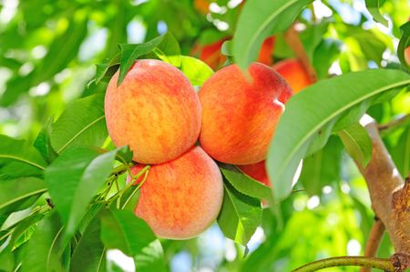 peachesの写真素材