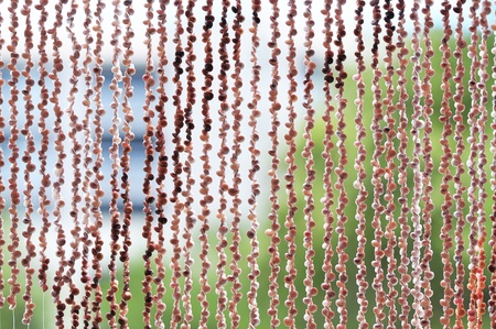 seashell blindsの写真素材