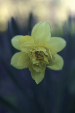 Flower Narcissus terryの写真素材