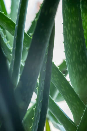 Aloevera plant, natural organic renewal cosmetics, alternative medicine. Aloe Vera leaf close-up.の写真素材