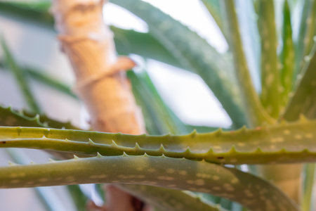 Aloevera plant, natural organic renewal cosmetics, alternative medicine. Aloe Vera leaf close-up.の写真素材