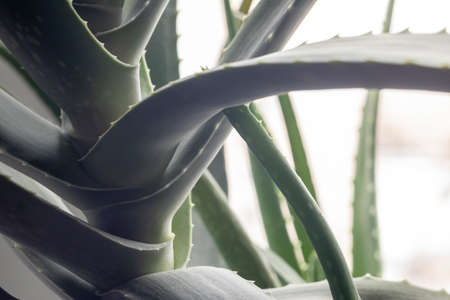 Aloevera plant, natural organic renewal cosmetics, alternative medicine. Aloe Vera leaf close-up.の写真素材