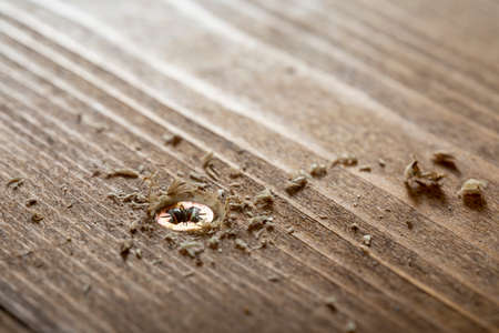 Self-tapping screw screwed into a wooden board close-up. Screw for woodの写真素材