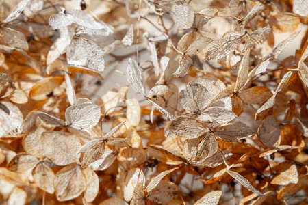 Dry withered hydrangea in the morning rays. Hydrangea after winter.