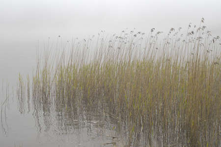 Fog on a lake. Common reed in a water. Nature on the shores of lake