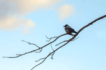 A lonely crow sits on a tree branch. Bare tree.