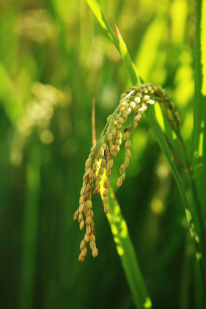 golden rice under the sunの写真素材