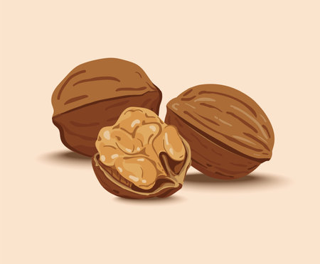 Closeup of Walnuts Shells and Kernelsのイラスト素材