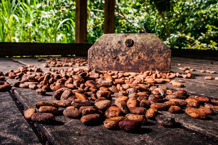 Cocoa beans drying on a shed in Baracoa, Cubaの写真素材