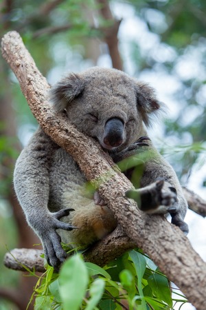 Koala sleeping on a treeの写真素材