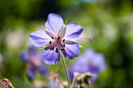 Blue flower close-up on a background of green meadowsの写真素材