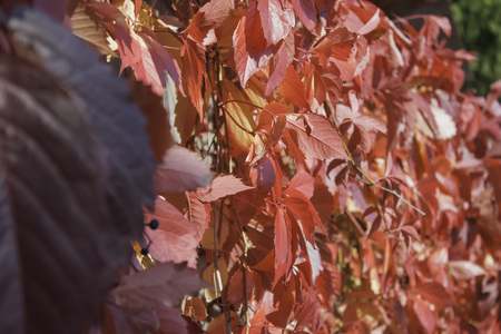 Red leaves of wild grapes close-up with blurred backgroundの写真素材