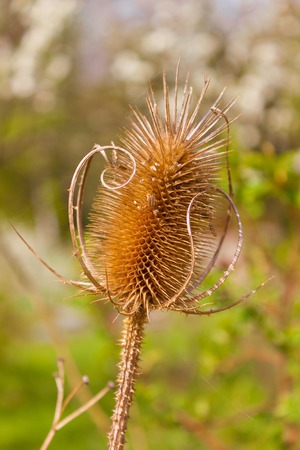 Dried flower closeup on the blurry green backgroundの写真素材