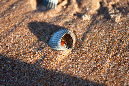 Ladybug in a broken shell in the sandの写真素材
