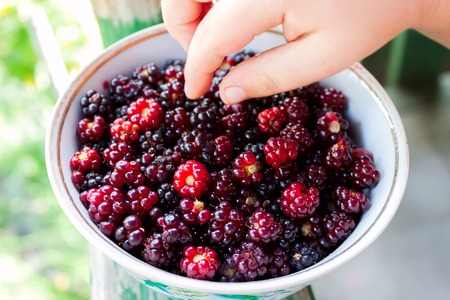 child's hand takes a fresh blackberries lying in a plate