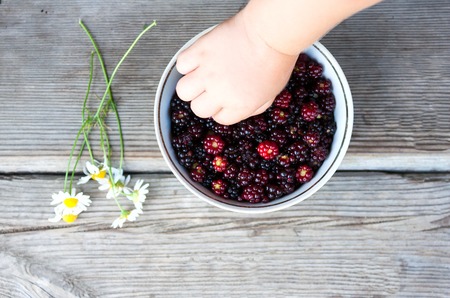 child's hand takes a fresh blackberries lying in a plate. It lies next to chamomileの写真素材