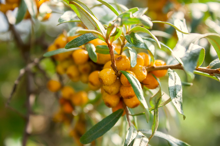 The sea-buckthorn berries on the branchの写真素材