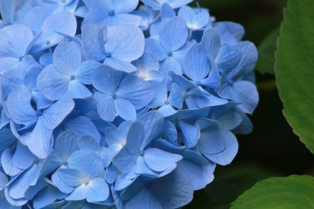 Hydrangeaの写真素材