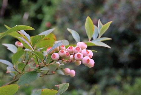 Blueberry of immature fruitの写真素材