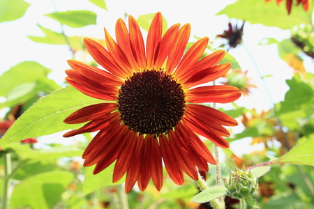 Sunflower red