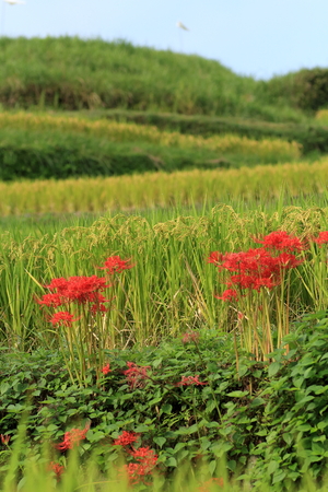 Amaryllis of terraced rice fieldsの写真素材