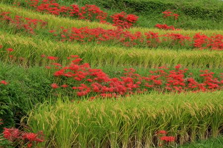 Amaryllis of terraced rice fieldsの写真素材