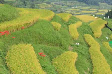 Amaryllis of terraced rice fieldsの写真素材