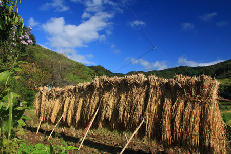 Harvested rice being dried, Japanの写真素材