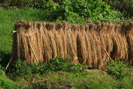 Harvested rice being dried, Japanの写真素材