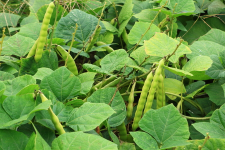 Field of kidney beans cultivation