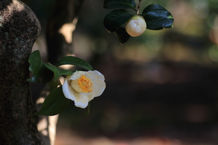 White camelliasの写真素材