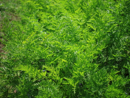 Young Carrot  leaves in row in a vegetable bed of Garden in Springtimeの写真素材