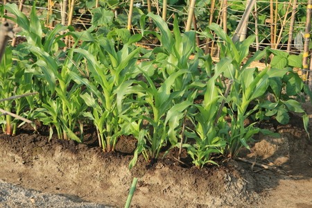 Cultivation of young corn fieldsの写真素材