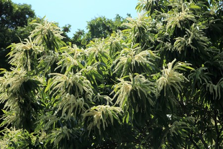 Edible chestnut tree, flowers bloomの写真素材