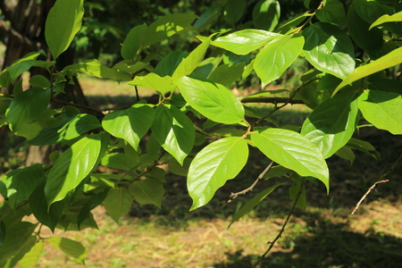It is a young persimmon leaf of fresh green.の写真素材