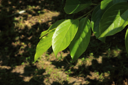 It is a young persimmon leaf of fresh green.の写真素材
