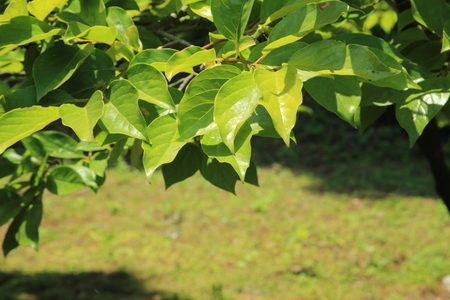 It is a young persimmon leaf of fresh green.の写真素材