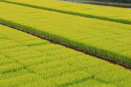 Rice seedlings ready to growing in the rice fieldの写真素材